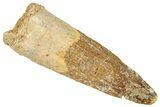 Juvenile Fossil Spinosaurus Tooth - Real Dinosaur Tooth #296889-1